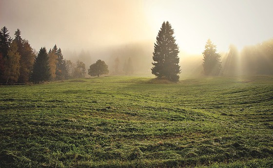Morgenstimmung